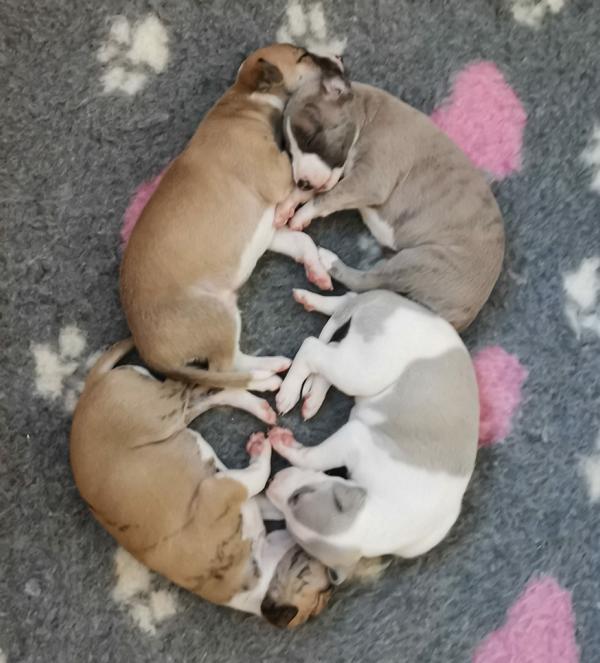 whippet welpen/ puppies F Wurf 1 Tag alt von der Weidenvilla